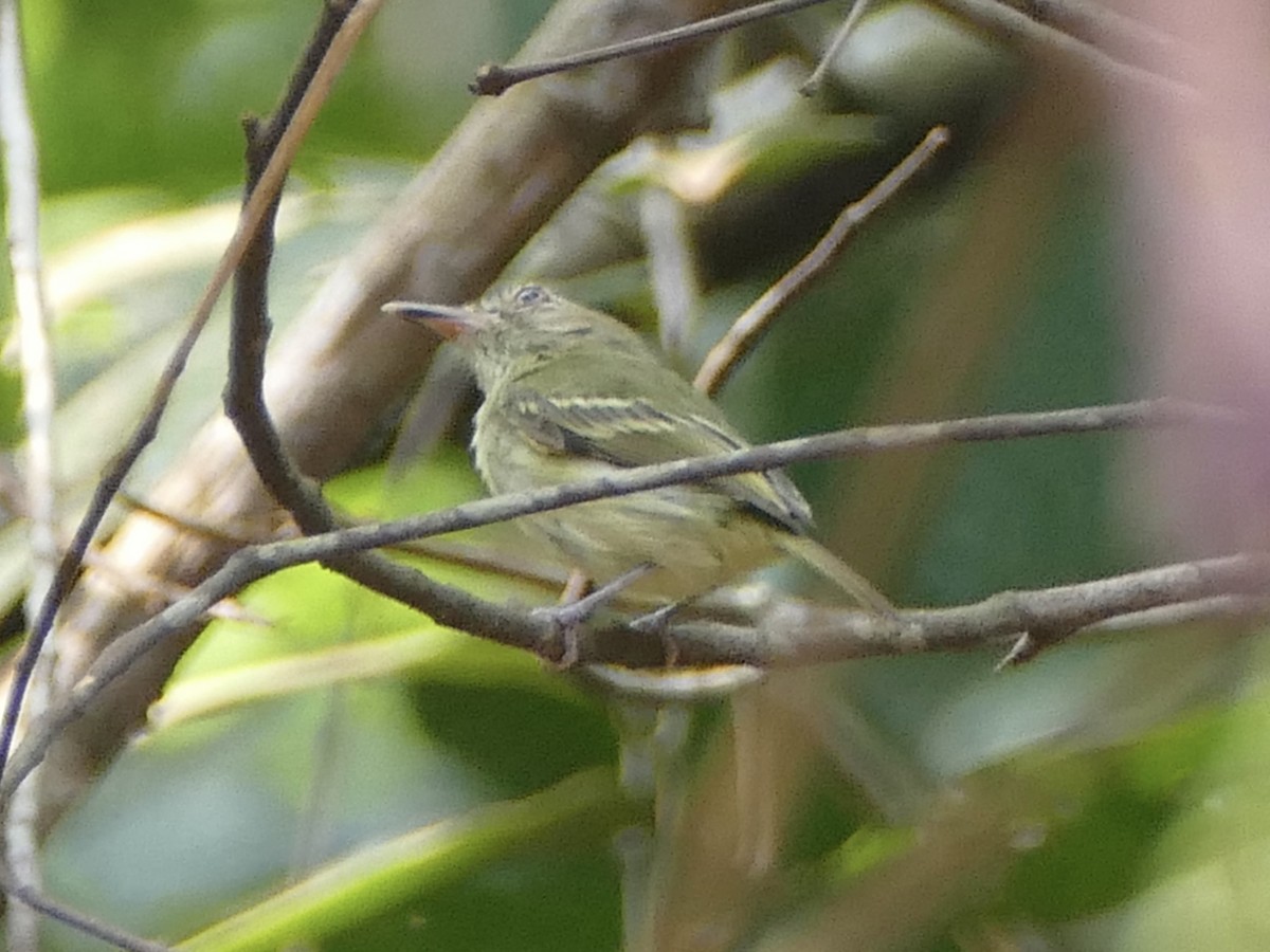 Snethlage's Tody-Tyrant - ML610746366