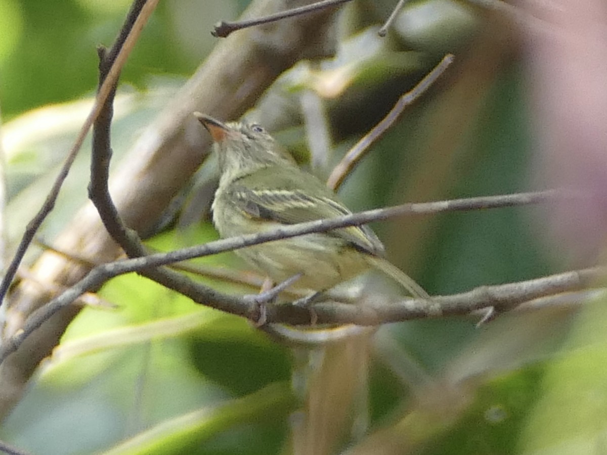 Snethlage's Tody-Tyrant - ML610746367