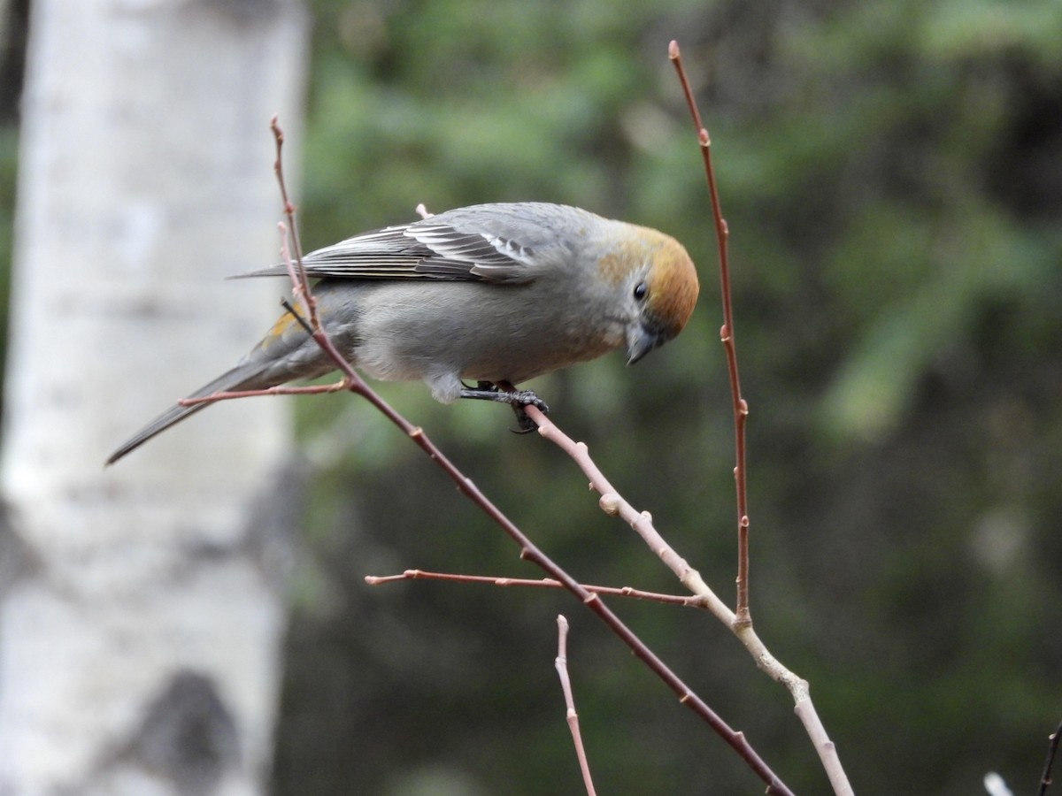 Pine Grosbeak - ML610746448