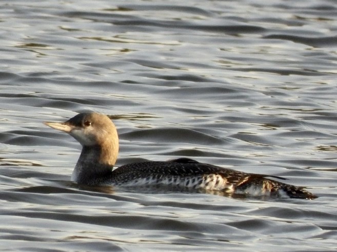 Red-throated Loon - ML610746470