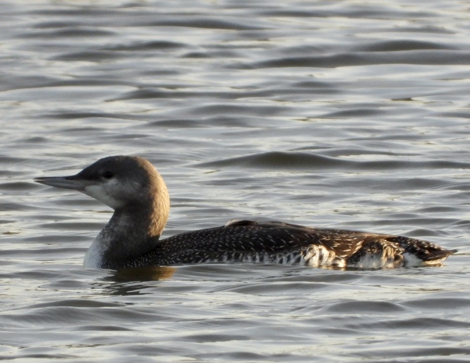 Red-throated Loon - ML610746471