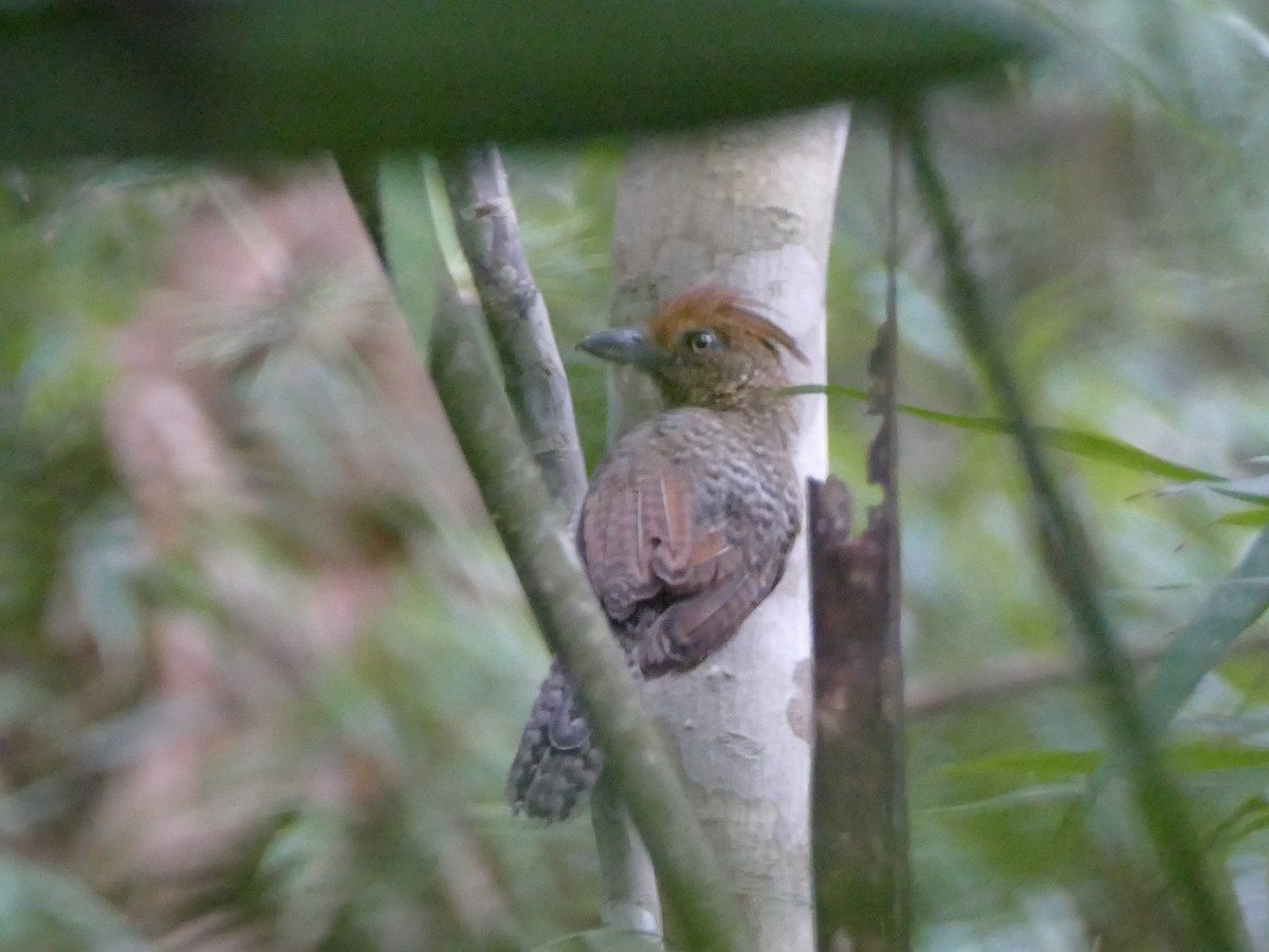 Undulated Antshrike - Peter Kaestner