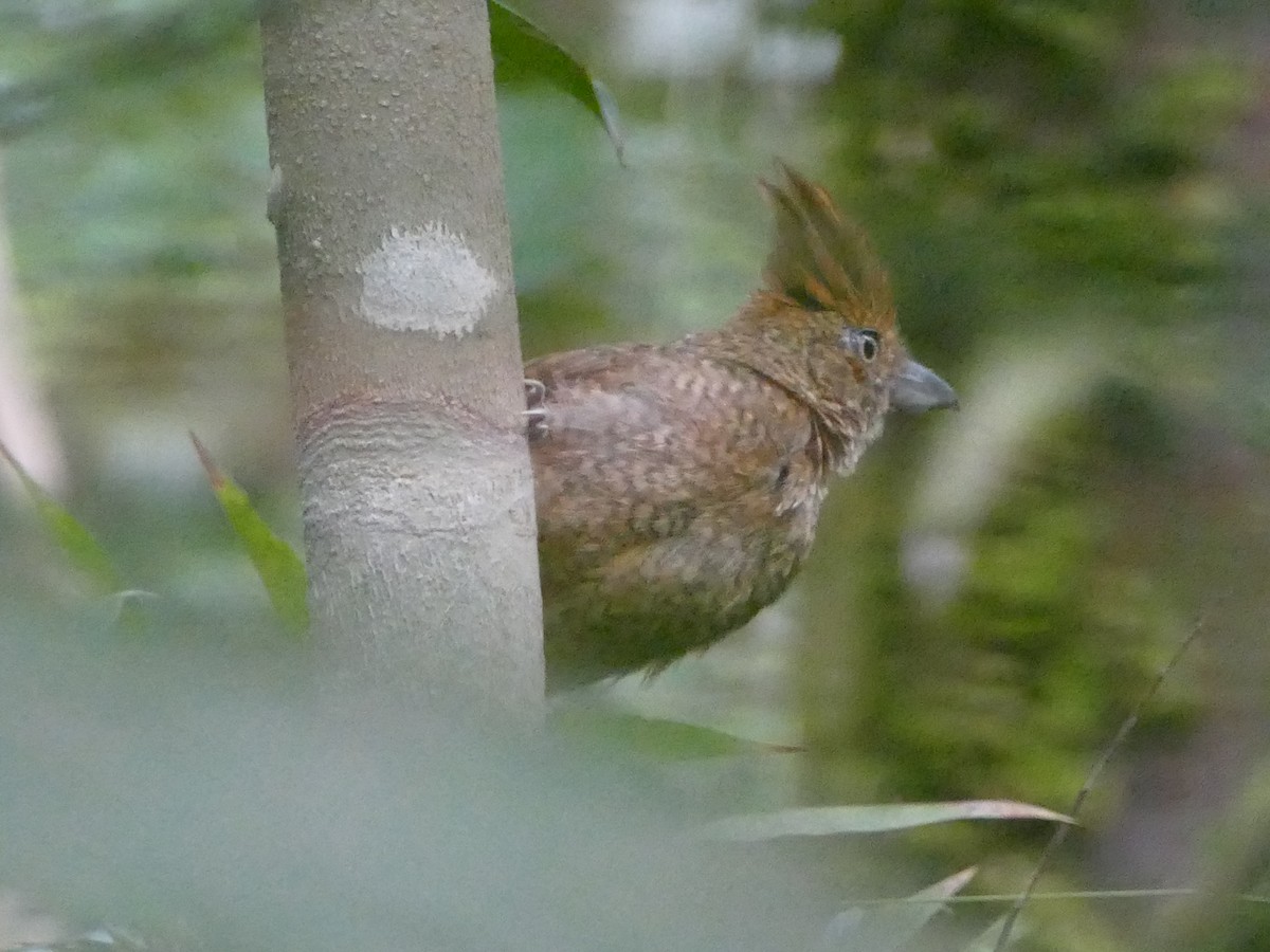 Undulated Antshrike - Peter Kaestner