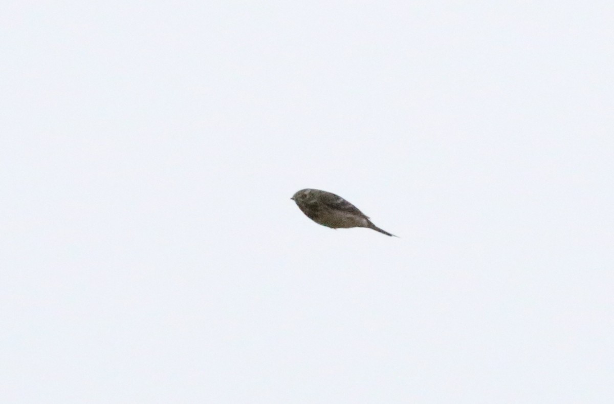 American Pipit - ML610746590