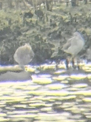 Greater Yellowlegs - ML610746721