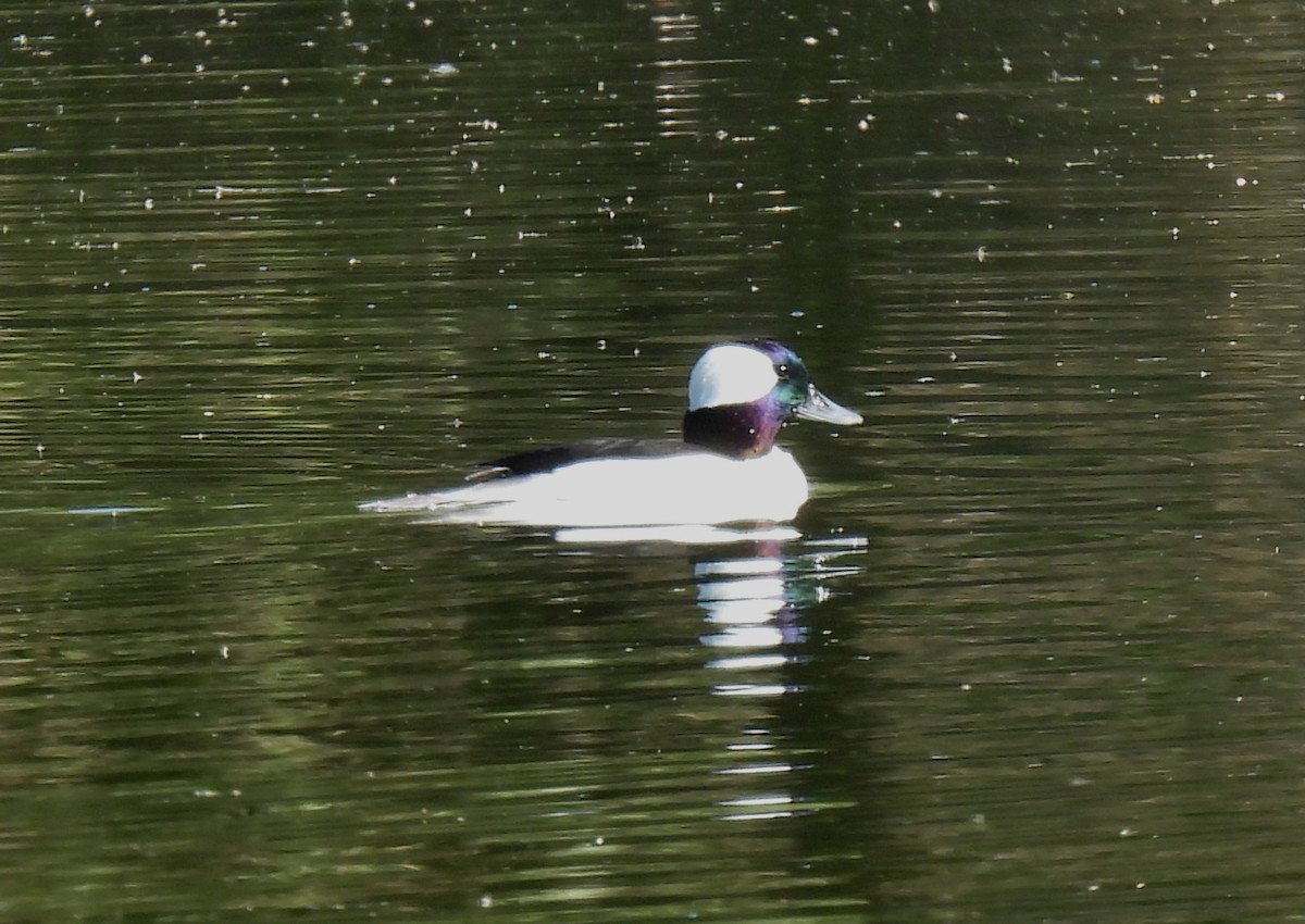 Bufflehead - Mary Tannehill