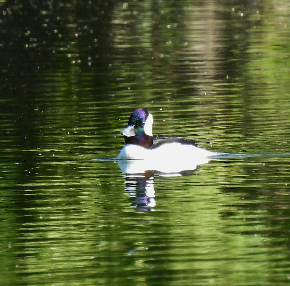 Bufflehead - Mary Tannehill