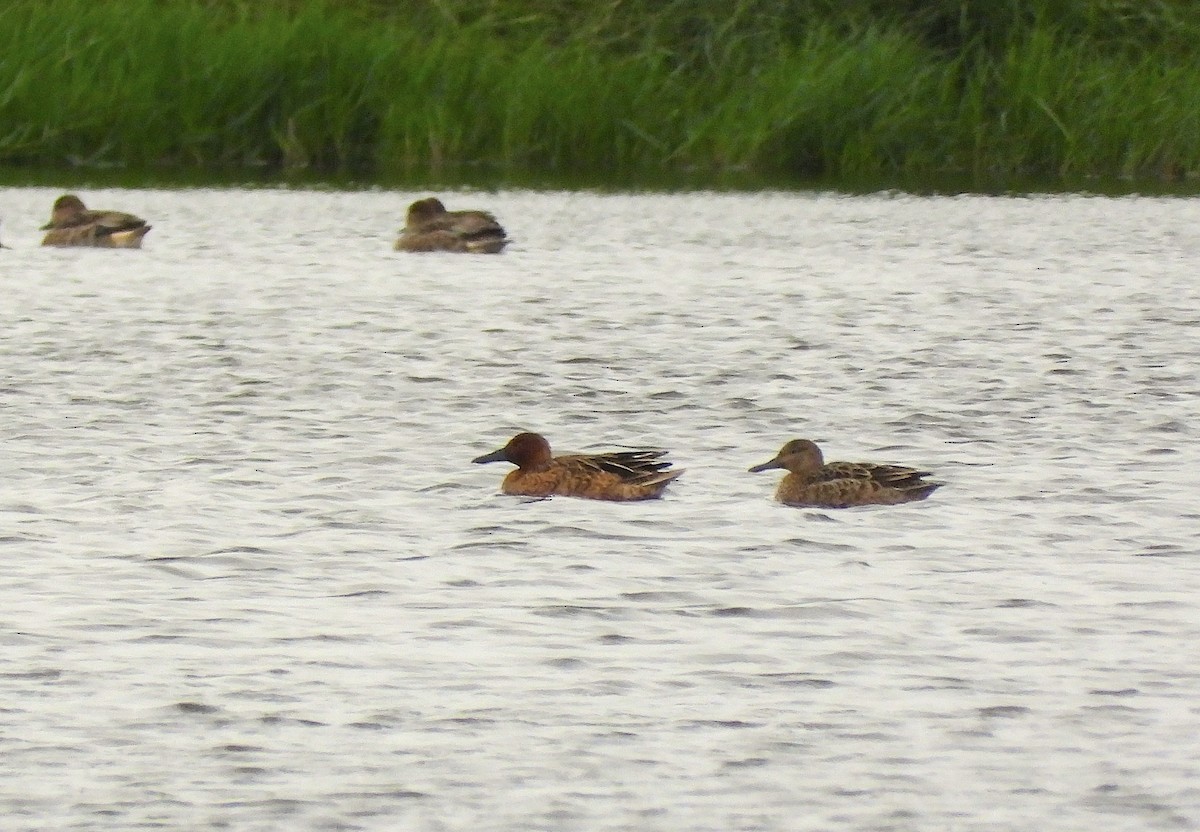 Cinnamon Teal - ML610746957