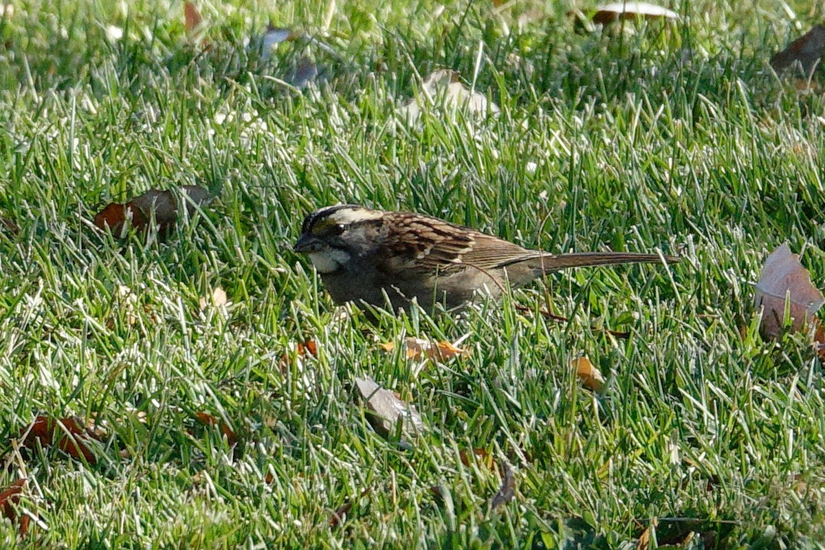 White-throated Sparrow - ML610746977