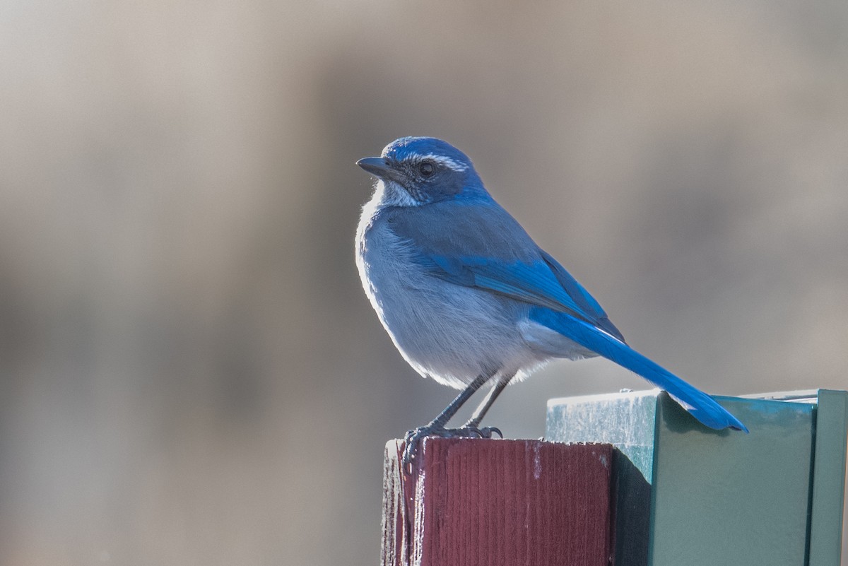 California Scrub-Jay - Jeff Bleam