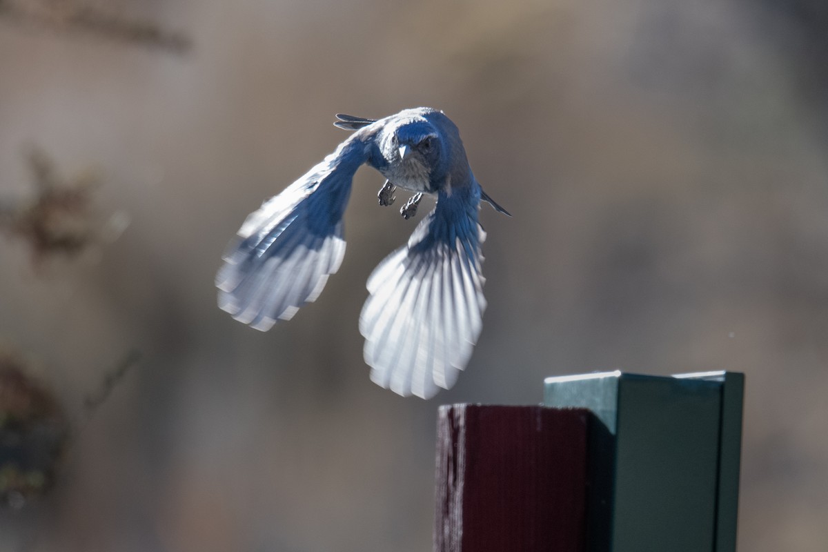 California Scrub-Jay - ML610746996