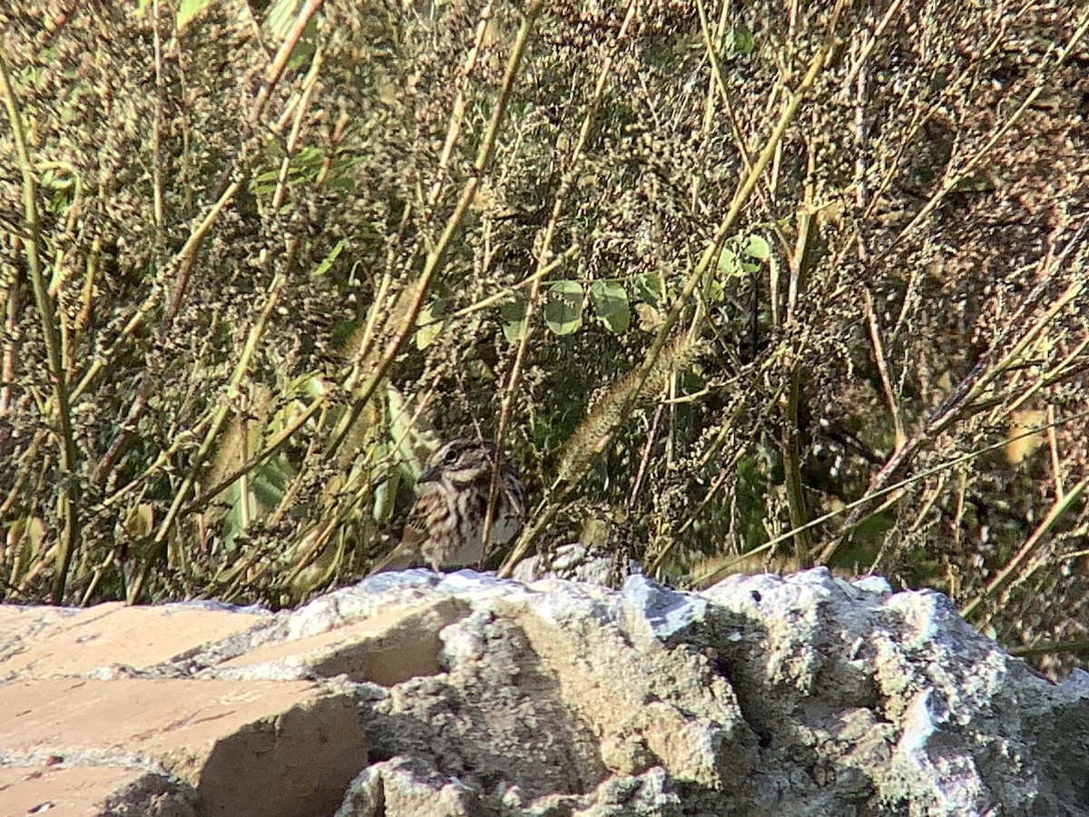 Song Sparrow - ML610746999