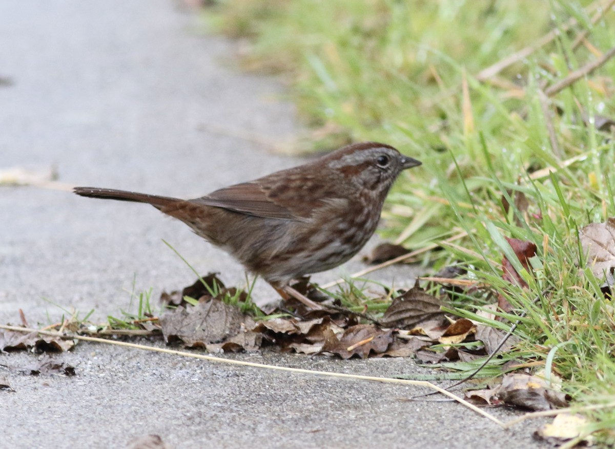 Song Sparrow - ML610747019