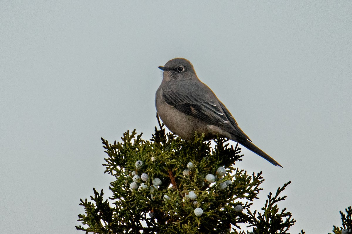 Townsend's Solitaire - Jeff Bleam