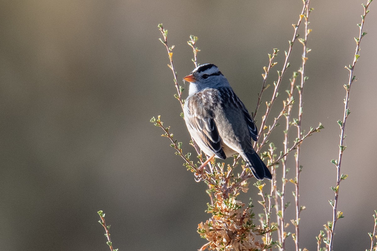 White-crowned Sparrow - Jeff Bleam