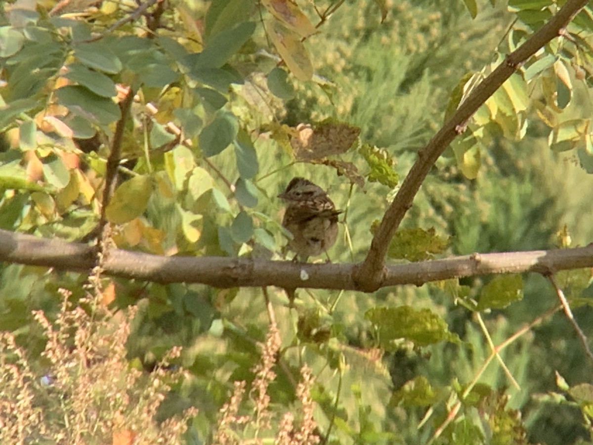 Swamp Sparrow - ML610747145