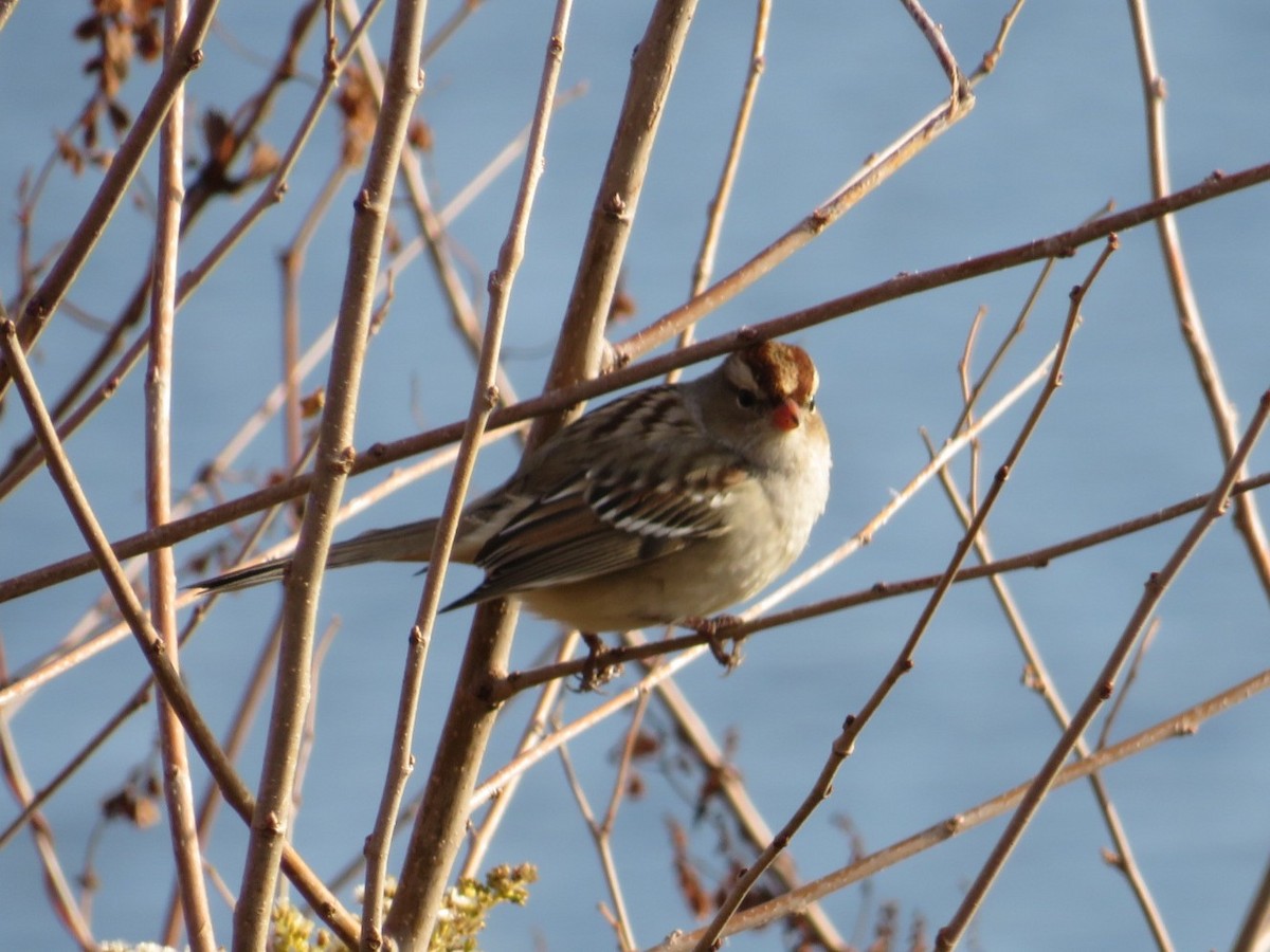 White-crowned Sparrow - ML610747167