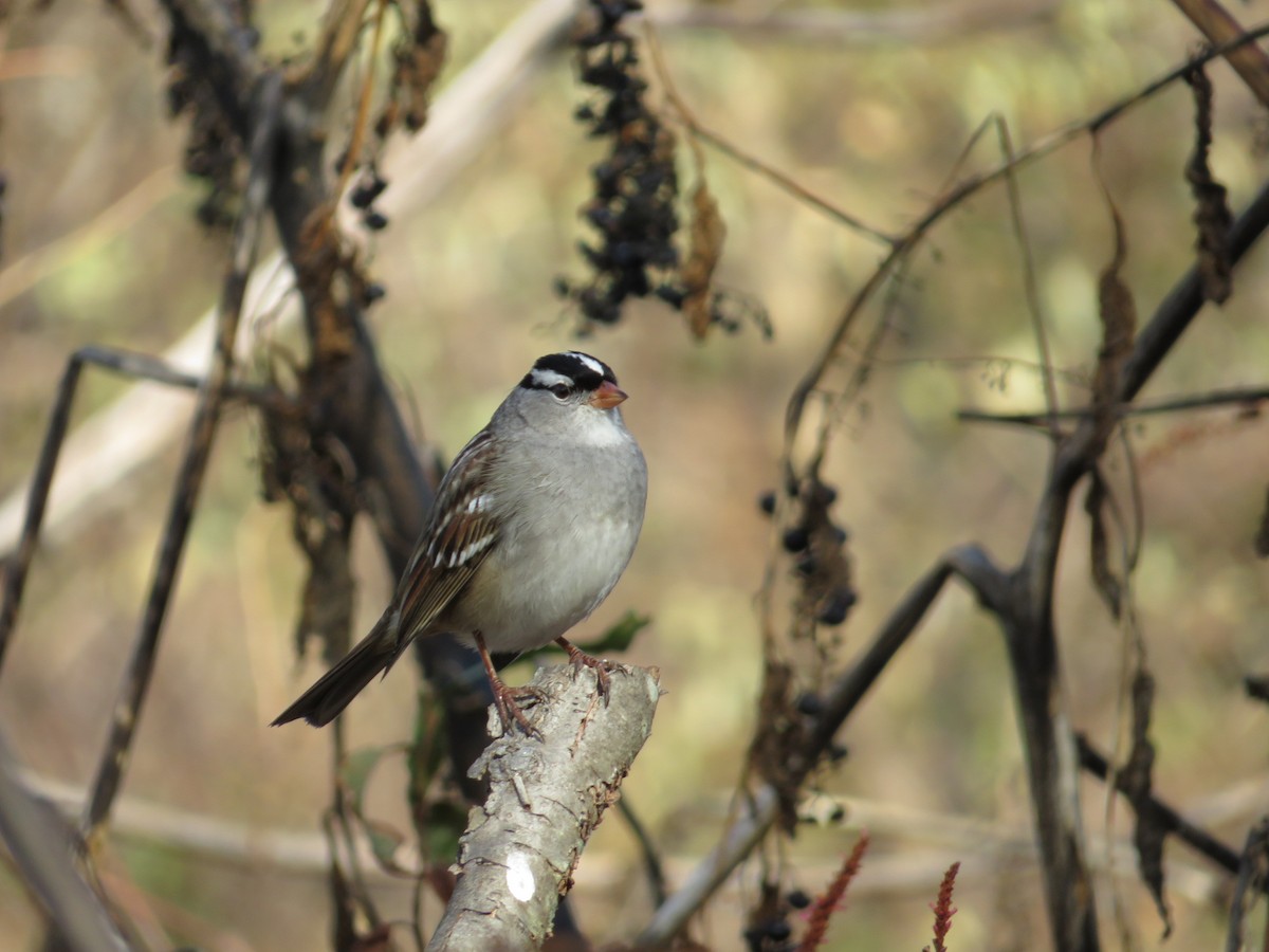 White-crowned Sparrow - ML610747170