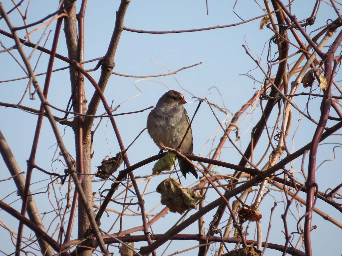White-crowned Sparrow - ML610747171