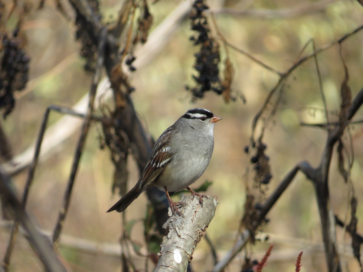 White-crowned Sparrow - ML610747172