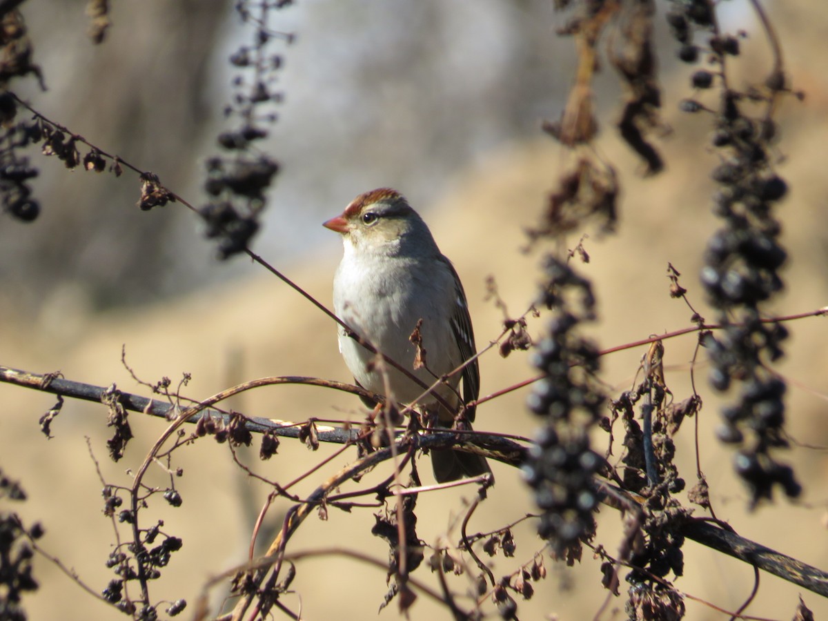 White-crowned Sparrow - ML610747173