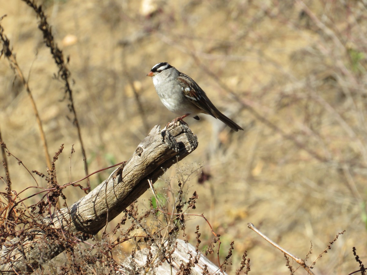 White-crowned Sparrow - ML610747174
