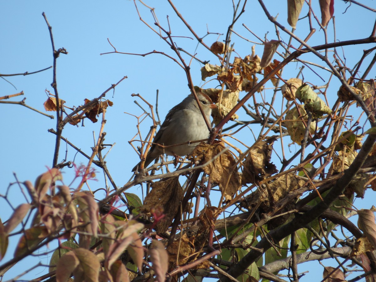 White-crowned Sparrow - ML610747175