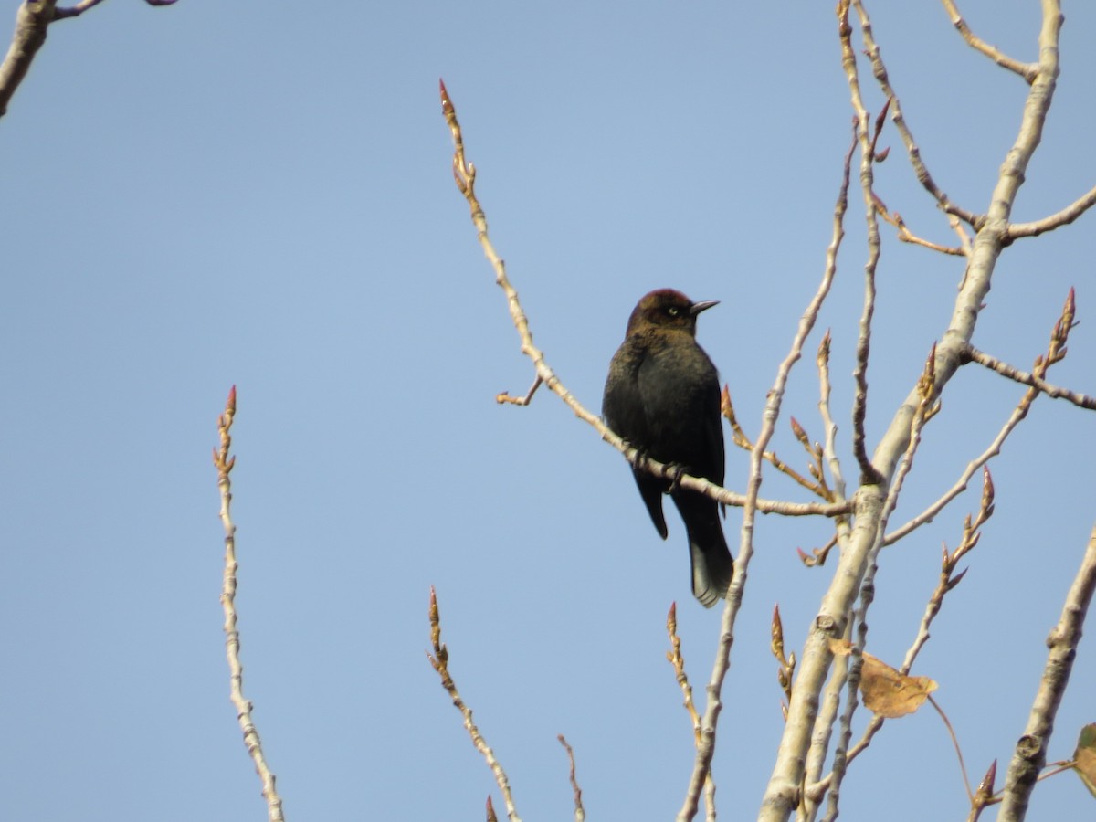 Rusty Blackbird - ML610747208