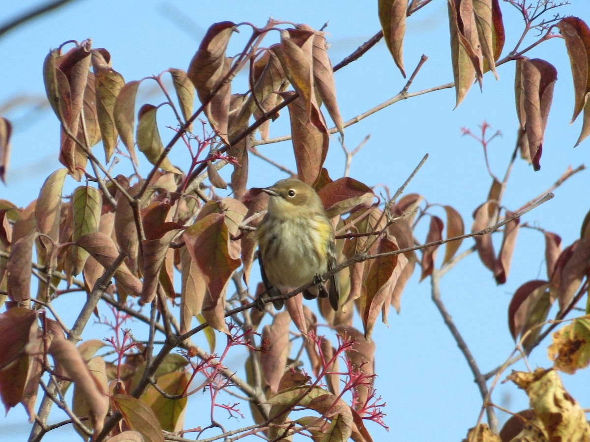 Yellow-rumped Warbler - ML610747240