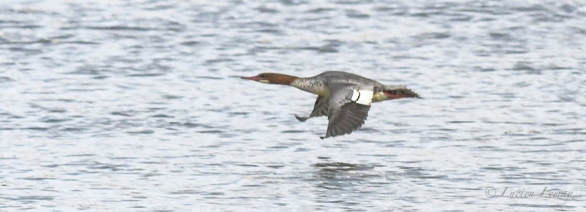 Common Merganser - ML610747248