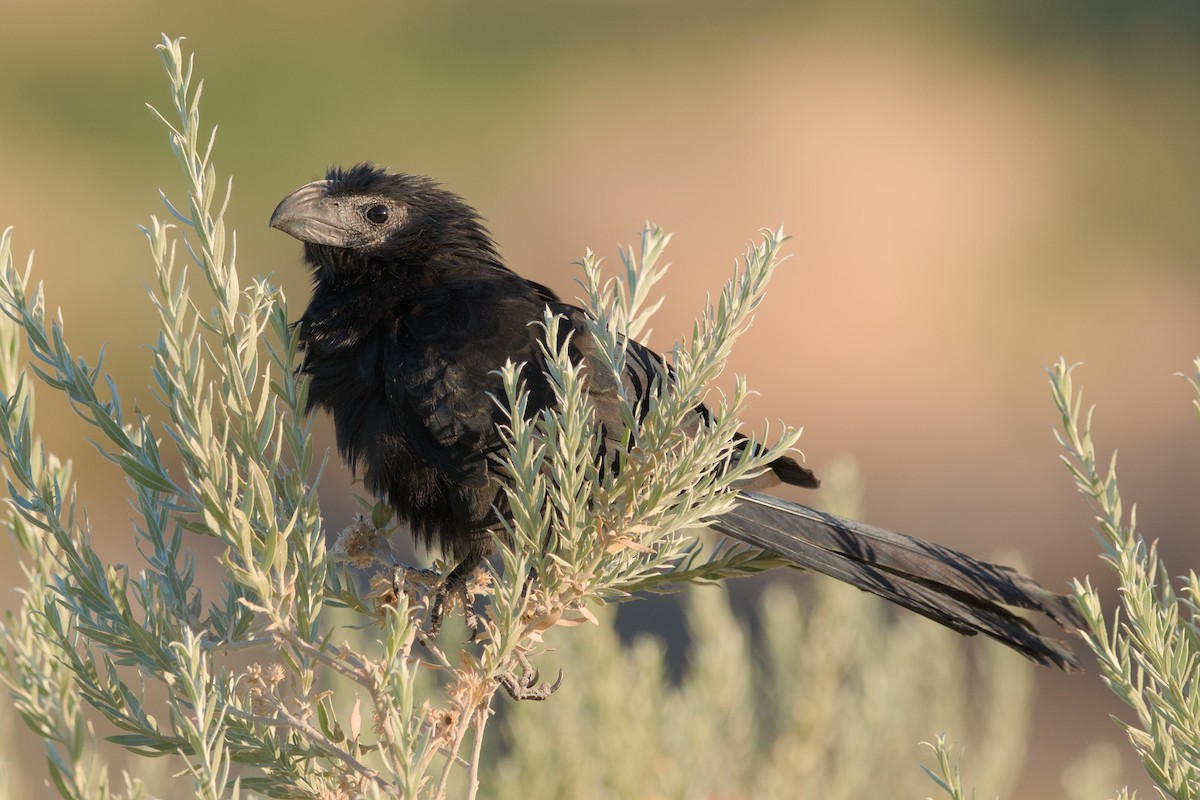 Groove-billed Ani - Cat Zoroark