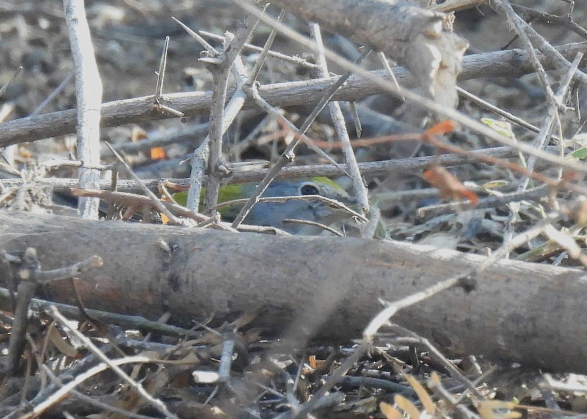 Chestnut-sided Warbler - Mary Tannehill