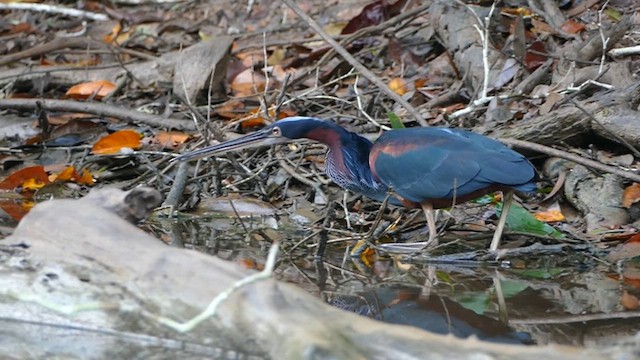 Agami Heron - ML610747319