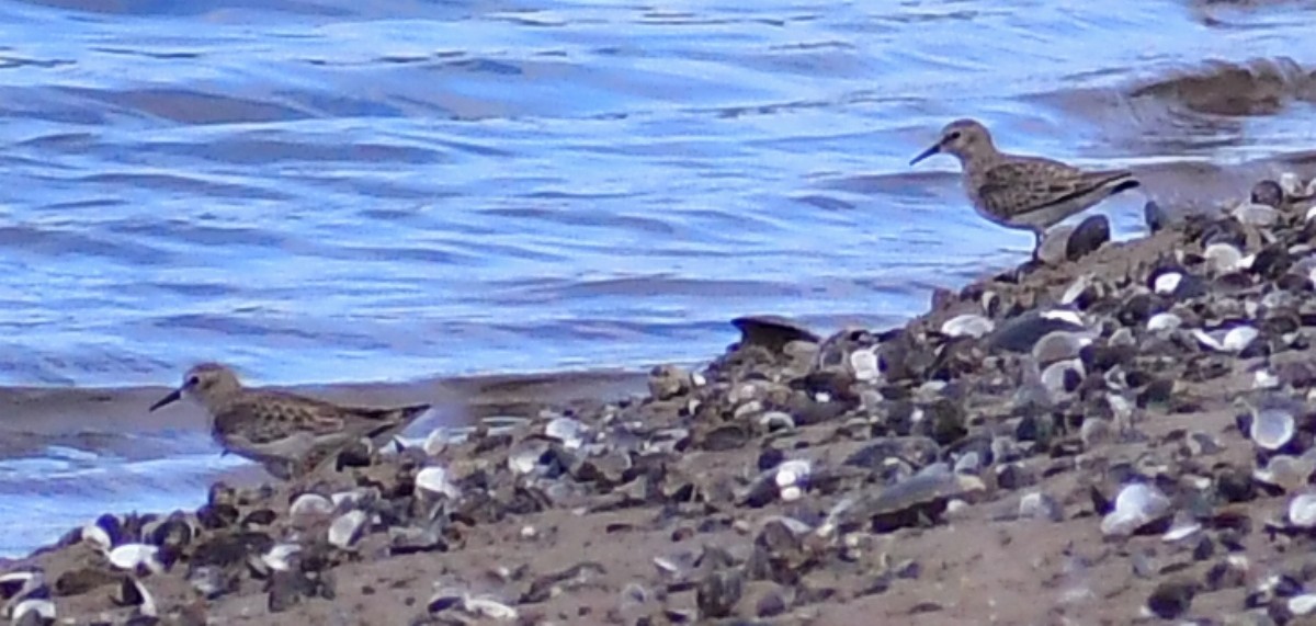 Least Sandpiper - ML610747334