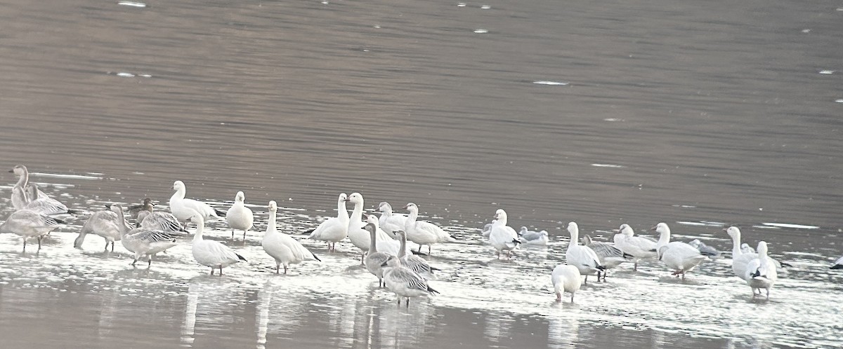 Ross's Goose - ML610747374