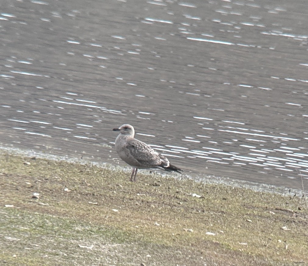 Herring Gull - ML610747408