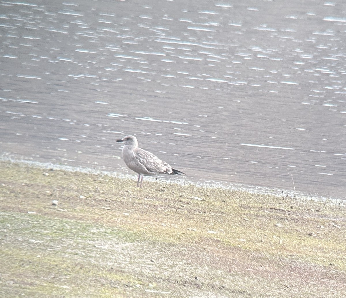 Herring Gull - ML610747409