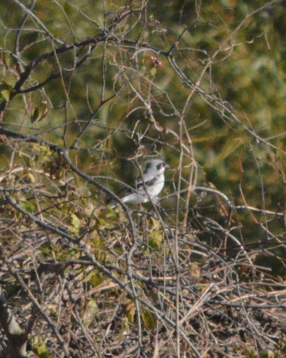 Loggerhead Shrike - ML610747449