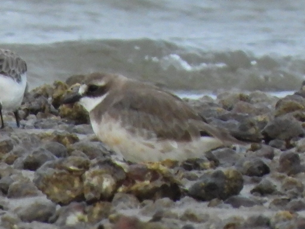 Siberian Sand-Plover - Scott Fox