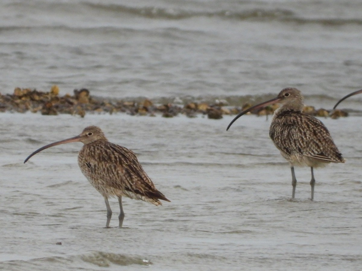 Far Eastern Curlew - ML610747481