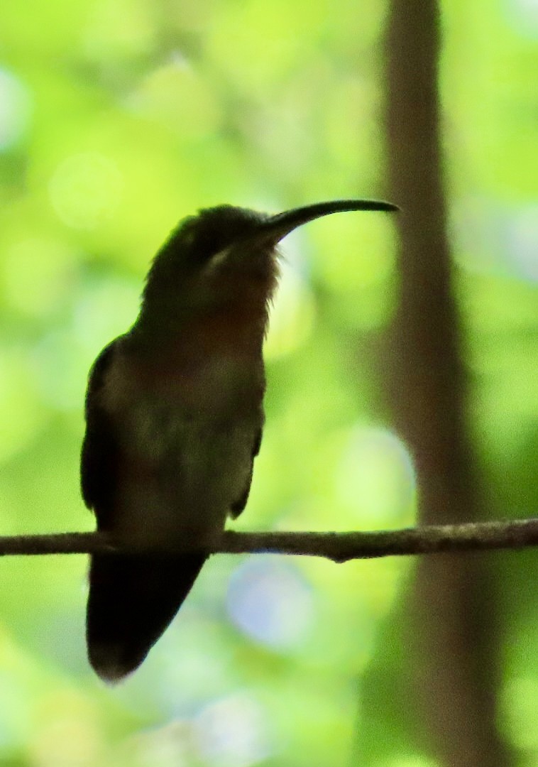 Rufous-breasted Hermit - ML610747557