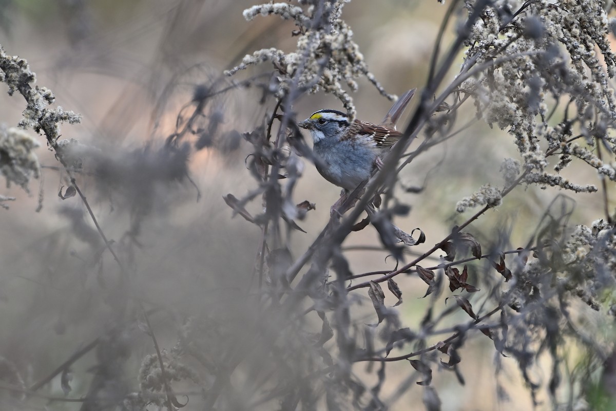 White-throated Sparrow - ML610747721
