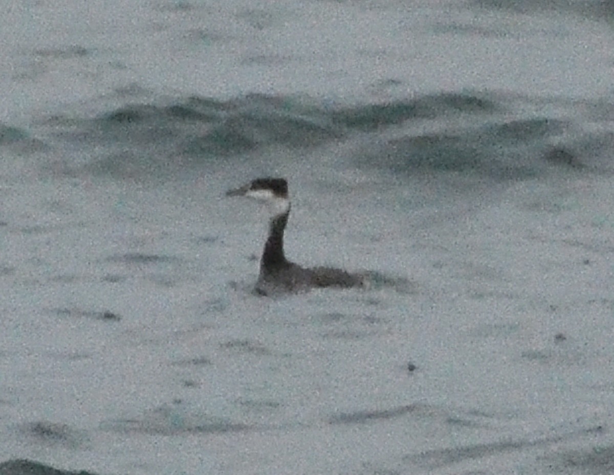 Horned Grebe - ML610747731