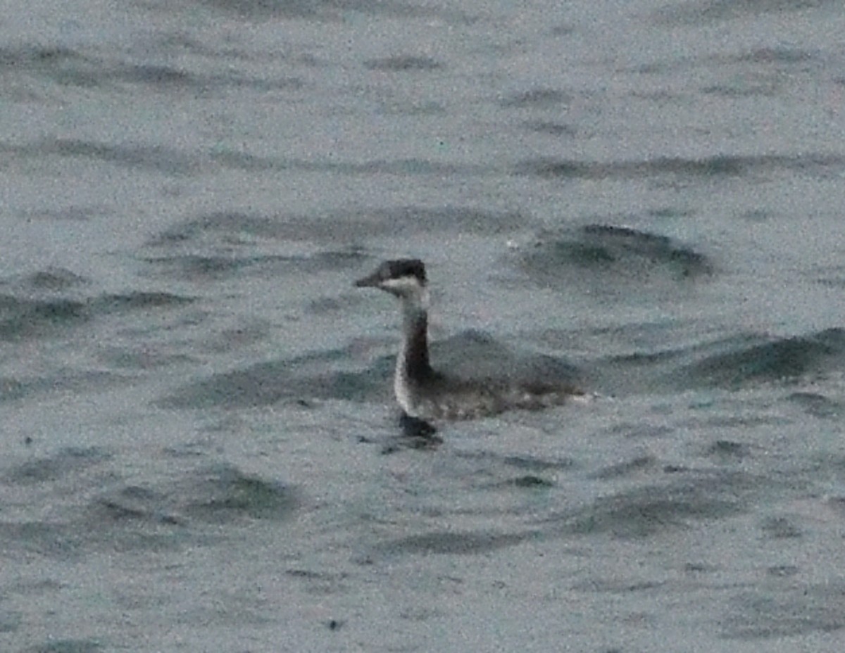 Horned Grebe - ML610747732