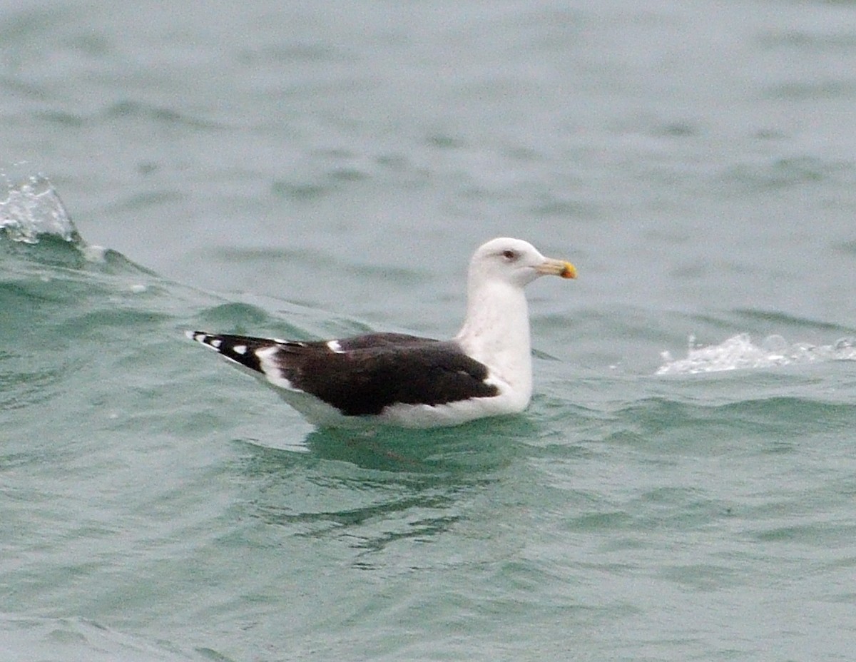 Great Black-backed Gull - ML610747773