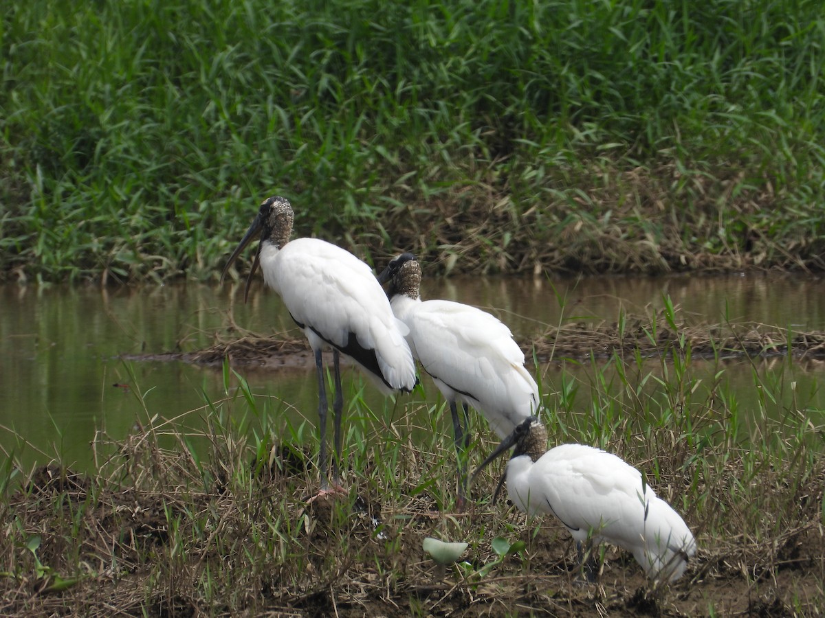 Wood Stork - ML610747790