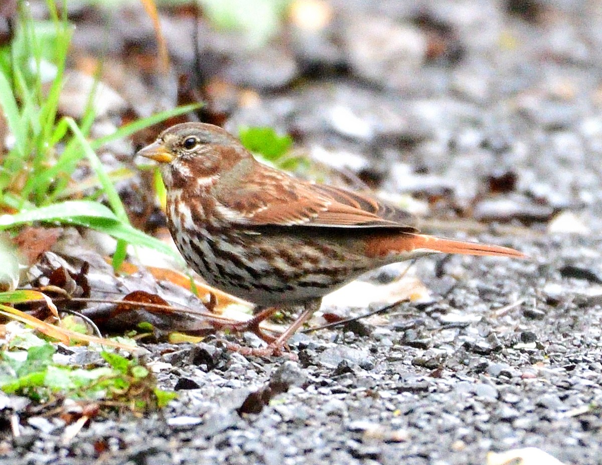 Fox Sparrow - ML610747794