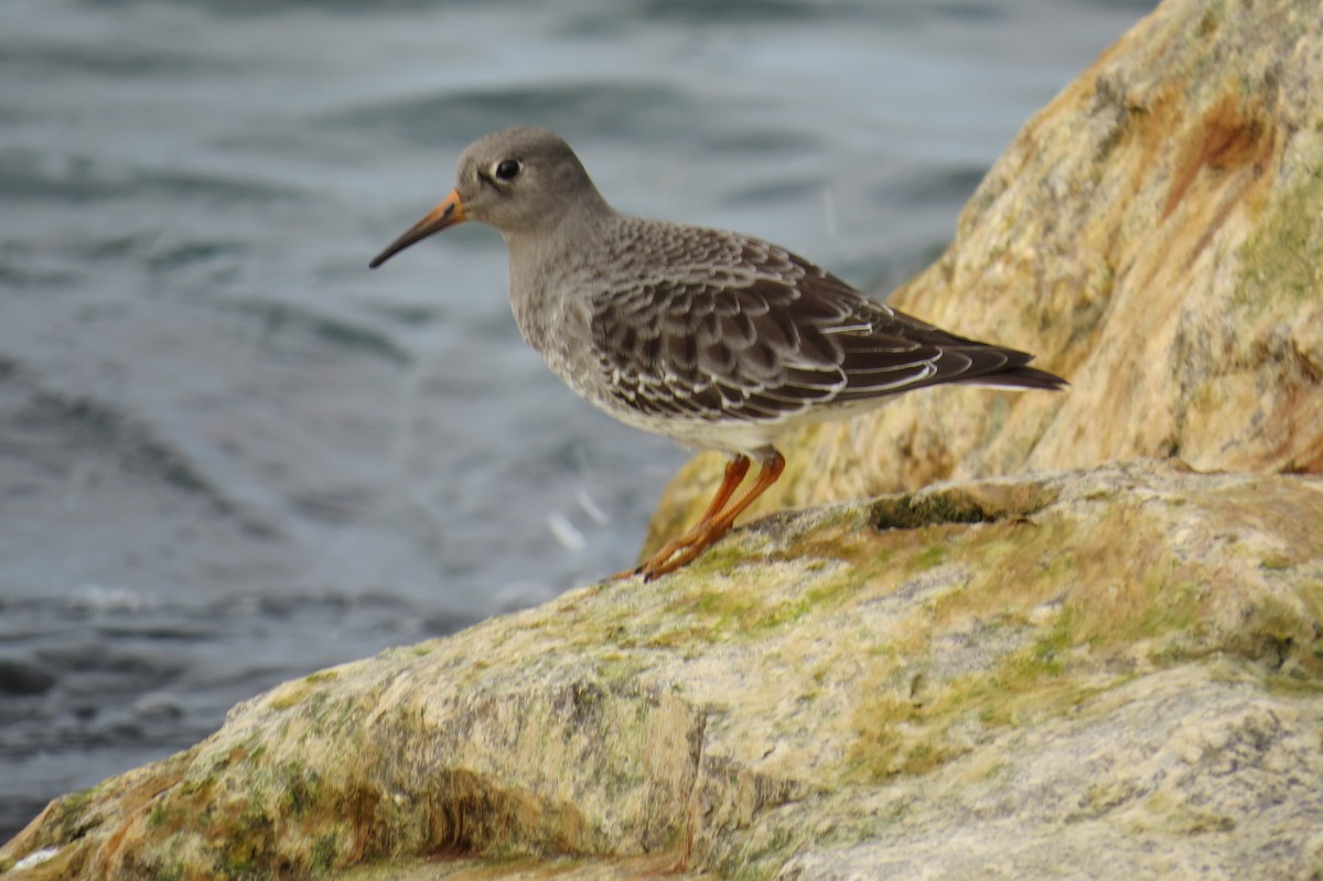 Purple Sandpiper - ML610747866