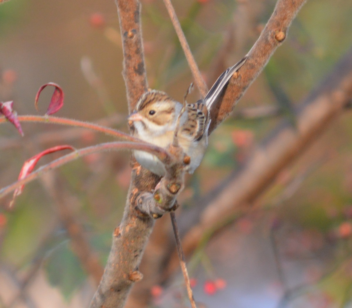 Clay-colored Sparrow - John Keeley