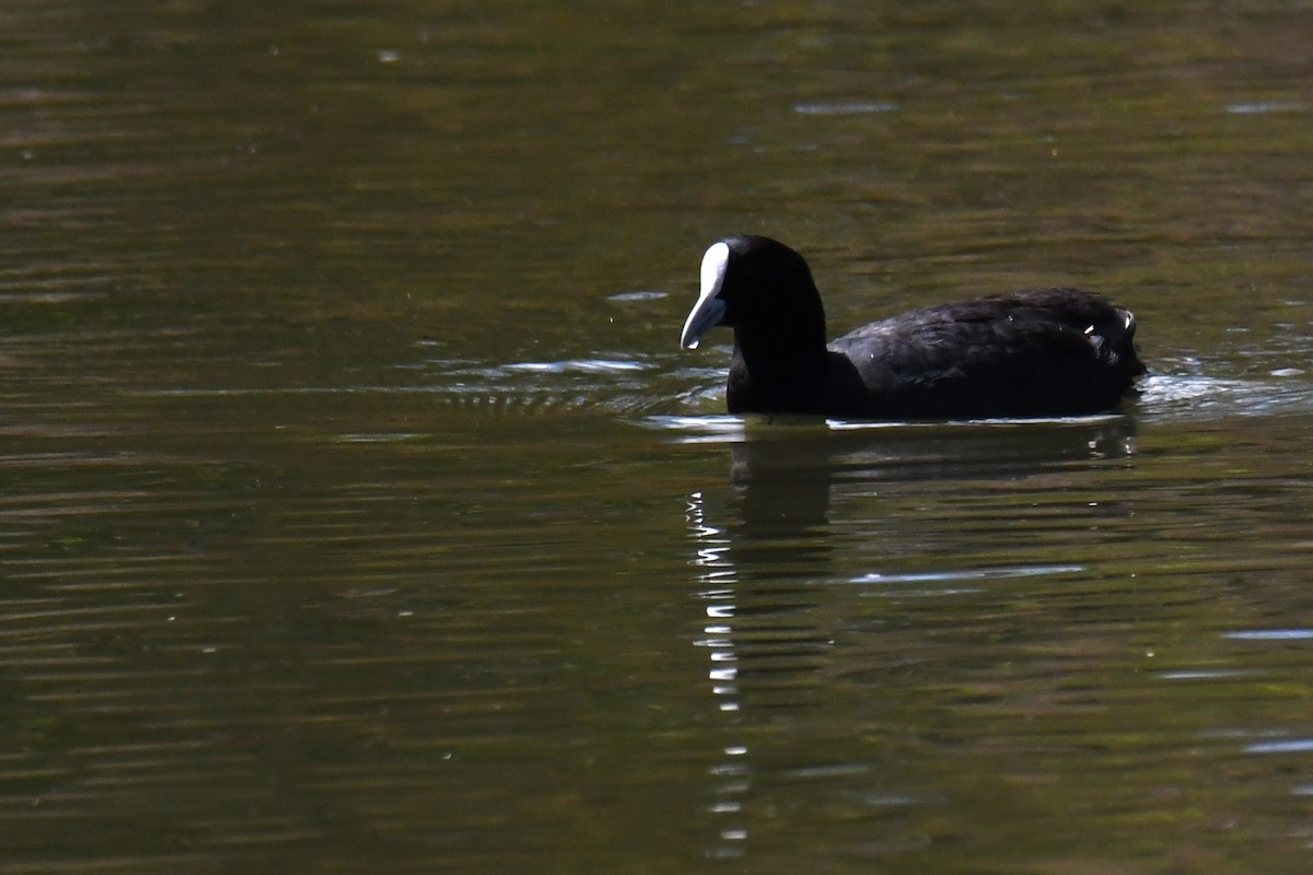 Eurasian Coot - ML610747937